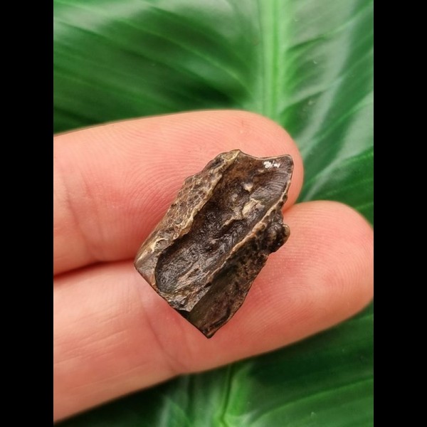 2.0 cm Triceratops tooth