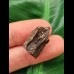 2.0 cm Triceratops tooth