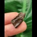 2.0 cm Triceratops tooth