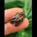 2.0 cm Triceratops tooth