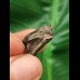 2.0 cm Triceratops tooth