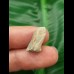 1.8 cm Triceratops tooth