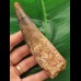 12,8 cm großer dunkler Zahn des Spinosaurus