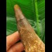 12,8 cm großer dunkler Zahn des Spinosaurus