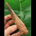12,8 cm großer dunkler Zahn des Spinosaurus