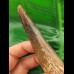 12,8 cm großer dunkler Zahn des Spinosaurus