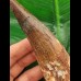 12,8 cm großer dunkler Zahn des Spinosaurus