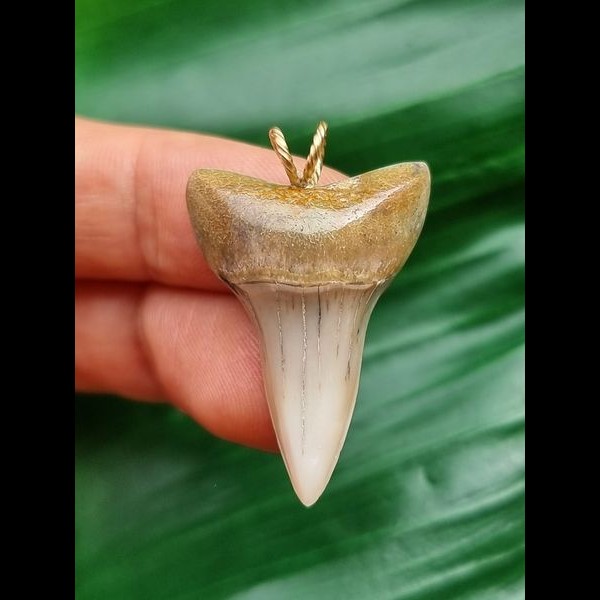 3.3 cm light grey Mako shark tooth pendant