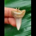 3.3 cm light grey Mako shark tooth pendant
