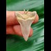 3.3 cm light grey Mako shark tooth pendant