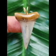 3.5 cm pointed blue Mako shark tooth pendant