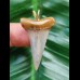 3.5 cm pointed blue Mako shark tooth pendant