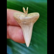 3.3 cm very bright Mako shark tooth pendant