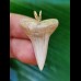 3.3 cm very bright Mako shark tooth pendant
