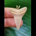 3.3 cm very bright Mako shark tooth pendant