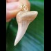 3.3 cm very bright Mako shark tooth pendant