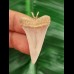 3,6 cm sehr heller Zahn des Mako Hai als Anhänger