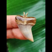 3.5 cm beautifully coloured tooth of Isurus planus as a pendant