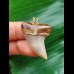 3.5 cm beautifully coloured tooth of Isurus planus as a pendant
