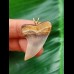 3.5 cm beautifully coloured tooth of Isurus planus as a pendant