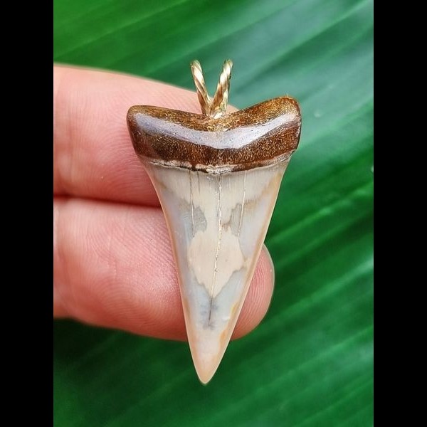 3,0 cm schmaler Zahn des Mako Hai als Anhänger