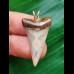 3,0 cm schmaler Zahn des Mako Hai als Anhänger