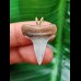 2.6 cm mako shark tooth pendant