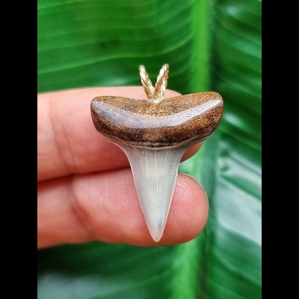 2.6 cm mako shark tooth pendant