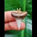 2.6 cm mako shark tooth pendant