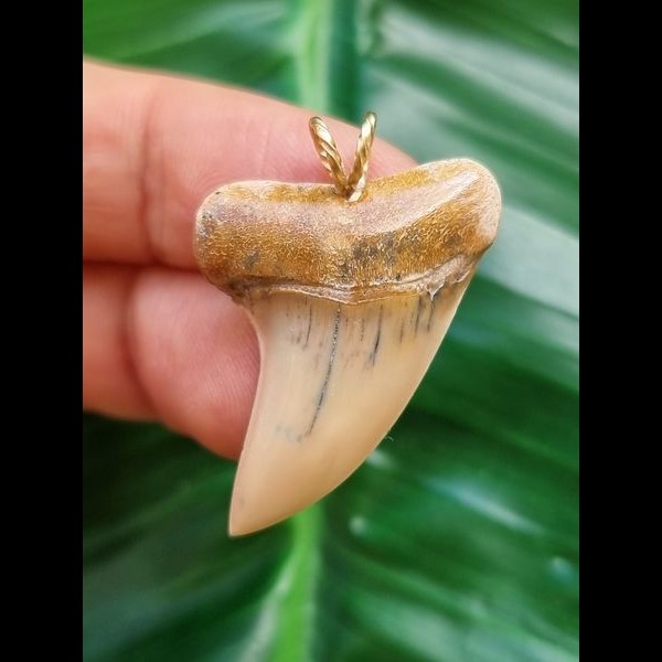 3.3 cm light-coloured tooth of Isurus planus as a pendant