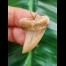 3.3 cm light-coloured tooth of Isurus planus as a pendant