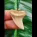 3.3 cm light-coloured tooth of Isurus planus as a pendant