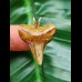 2.4 cm curved colourful Mako shark tooth pendant