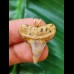 2.4 cm curved colourful Mako shark tooth pendant