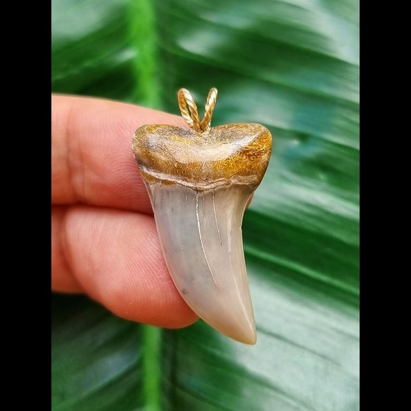 3.2 cm light blue tooth of Isurus planus as a pendant
