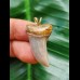 3.2 cm light blue tooth of Isurus planus as a pendant