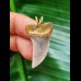 3.2 cm light blue tooth of Isurus planus as a pendant