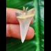 3.3 cm narrow light-coloured tooth of the Mako shark