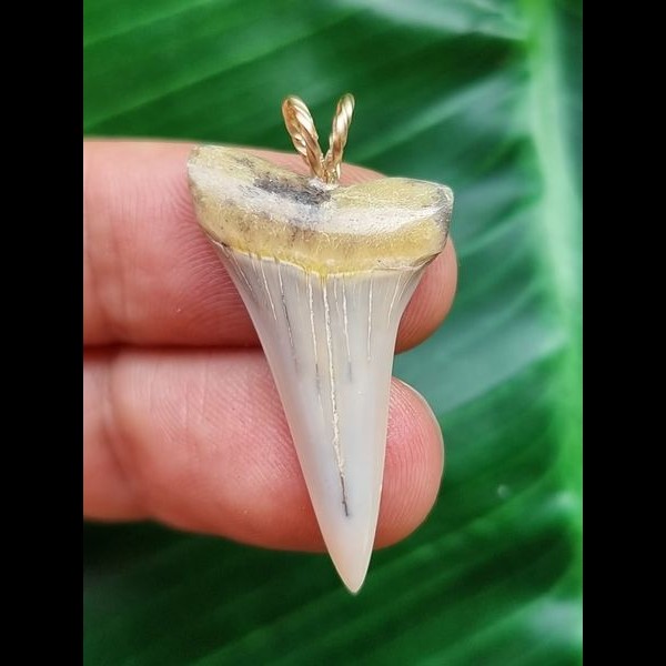 3.3 cm narrow light-coloured tooth of the Mako shark