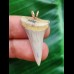 3.3 cm narrow light-coloured tooth of the Mako shark