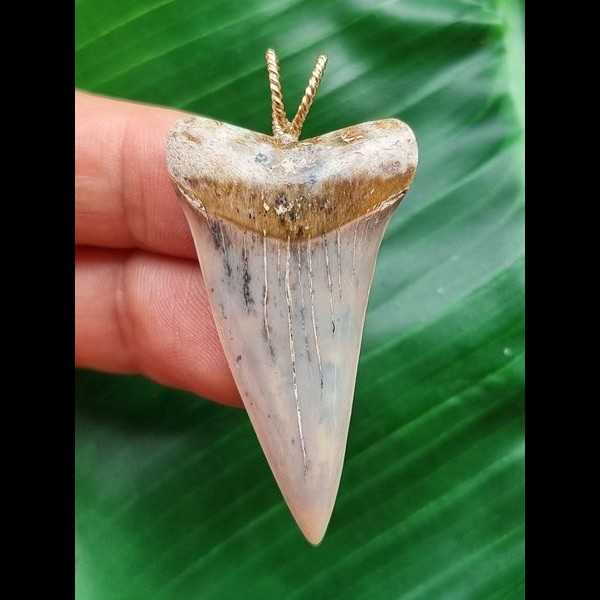 4.4 cm narrow, pointed tooth of the mako shark as a pendant