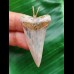 4.4 cm narrow, pointed tooth of the mako shark as a pendant