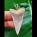 4.4 cm narrow, pointed tooth of the mako shark as a pendant