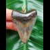4.9 cm blue-brown Megalodon tooth pendant