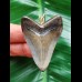 4.9 cm blue-brown Megalodon tooth pendant