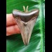 5.2 cm dagger-shaped tooth of the Megalodon as a pendant