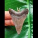 5.2 cm dagger-shaped tooth of the Megalodon as a pendant