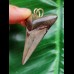 5.2 cm dagger-shaped tooth of the Megalodon as a pendant