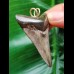 5.2 cm dagger-shaped tooth of the Megalodon as a pendant