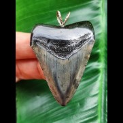 5.4 cm dark tooth of the Megalodon as a pendant